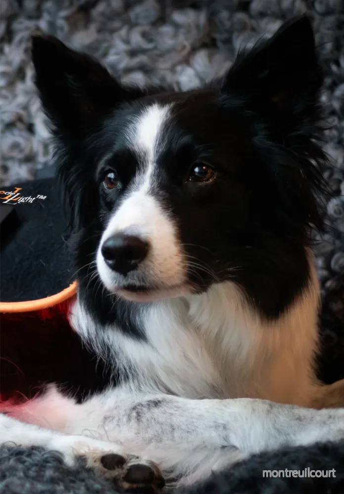 Led Treatment Pad PEMF Canine - Bild 2