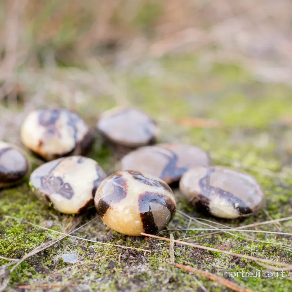 Septarian (draksten) Septarian (draksten)