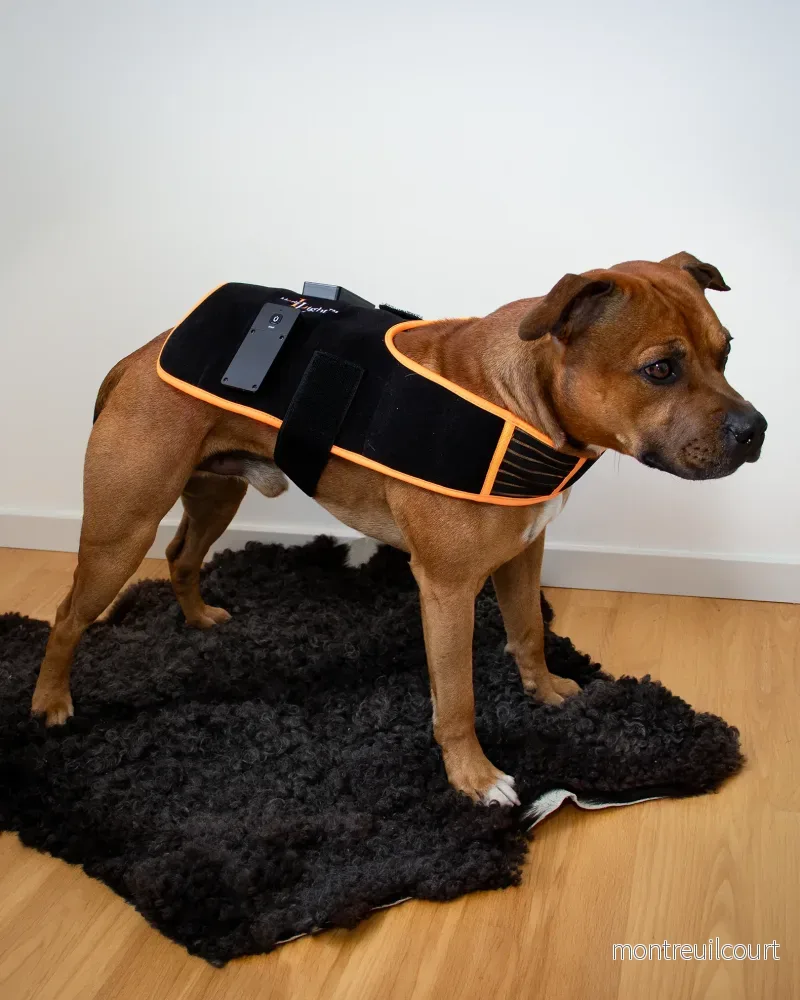 Led Treatment Pad PEMF Canine - Bild 3
