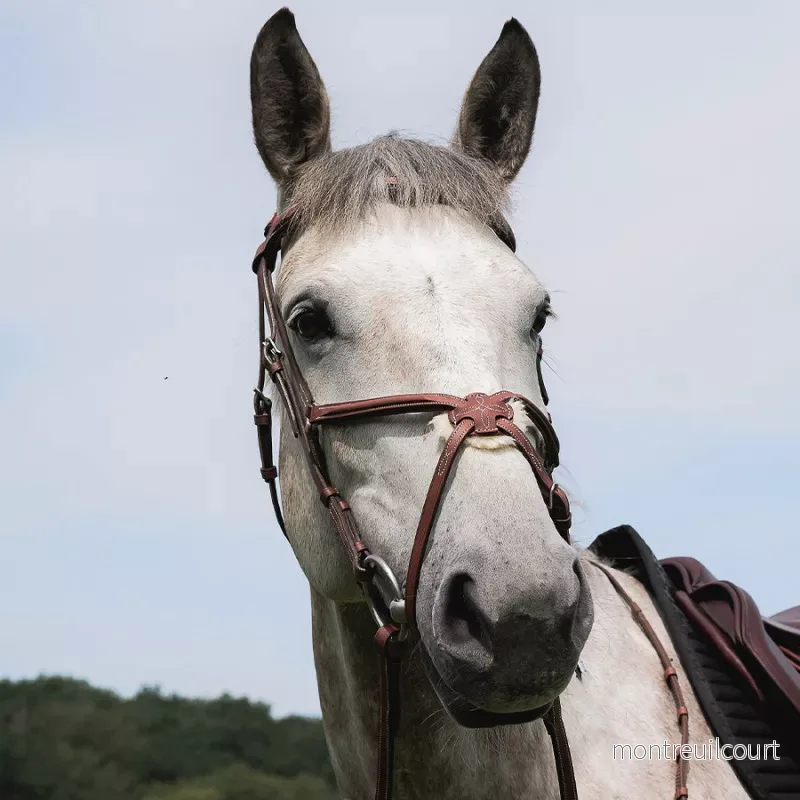 CWD Träns med mexikansk nosgrimma - Bild 2