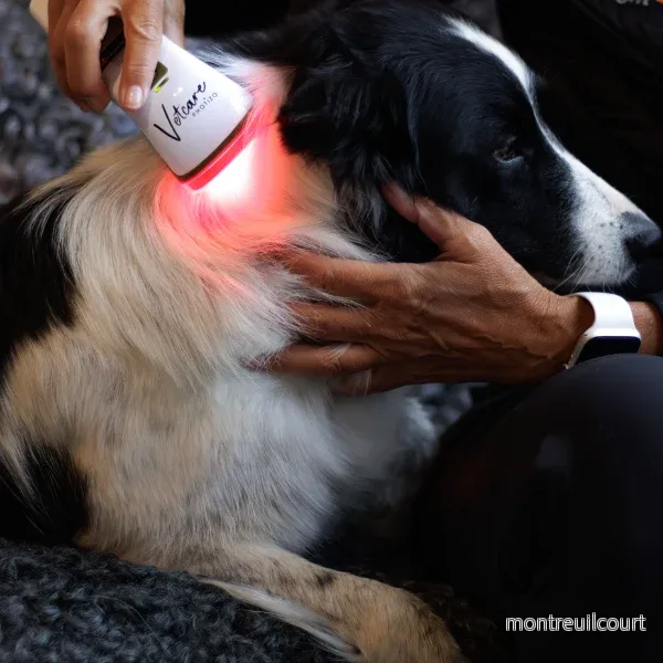 Photizo Vetcare LED-ljusterapi/LED-LLLT - Bild 3