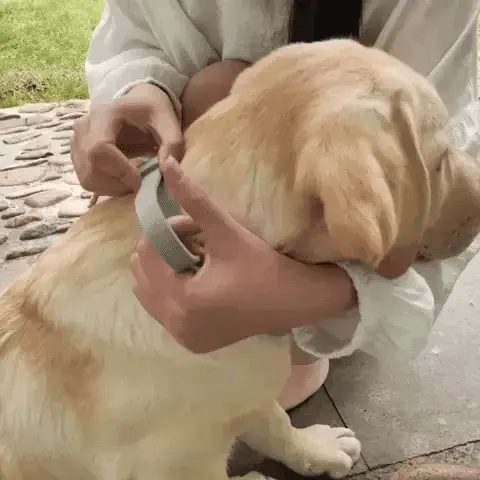 FästingFree – hund &katt halsband - Bild 3