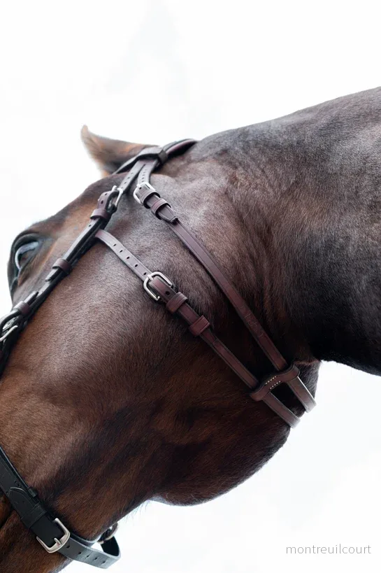 CWD Hackamore - Bild 2