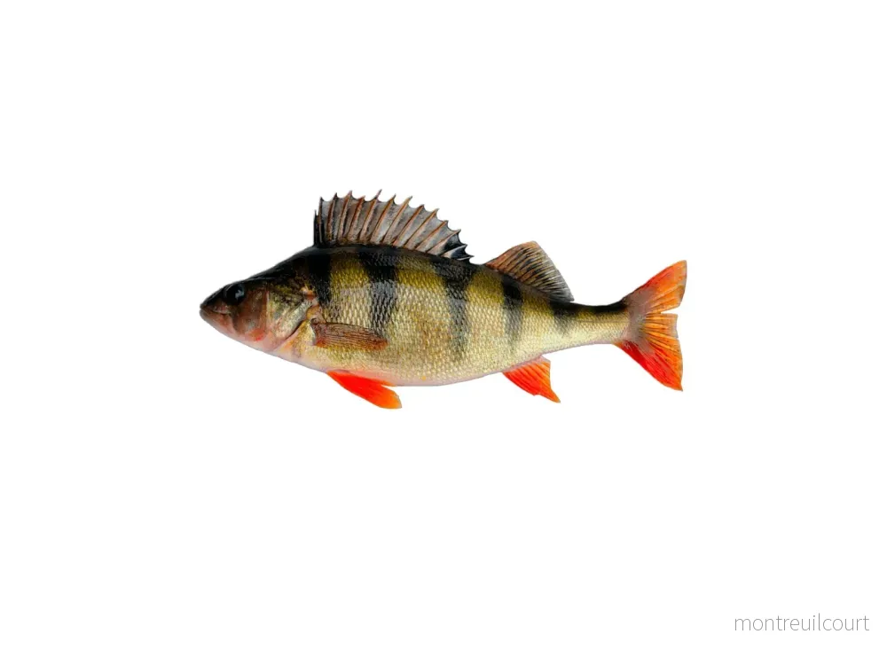 Styckfryst Abborrefilé