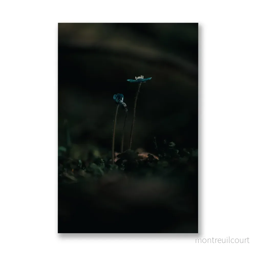 Poster Vårblommor Poster Vårblommor