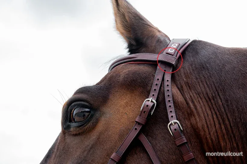 CWD Hackamore - Bild 3