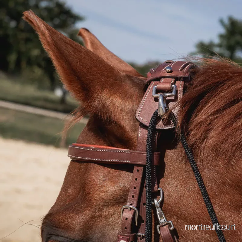 CWD Gogue - Bild 2